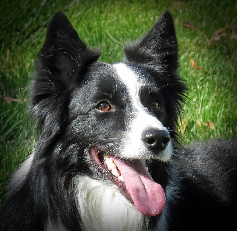 Enlarge SCOTTIE, a ADOPTABLE Border Collie in Nampa, ID image 1/5