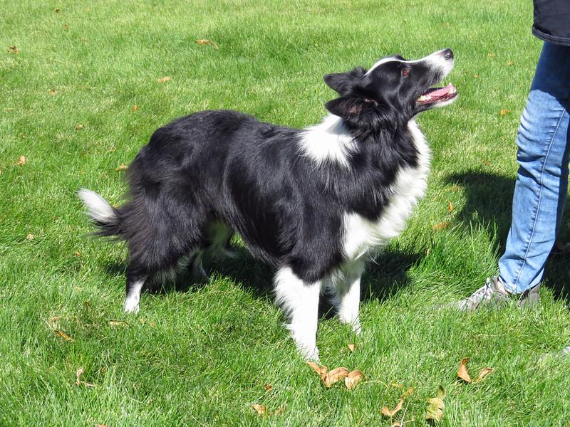 Enlarge SCOTTIE, a ADOPTABLE Border Collie in Nampa, ID image 2/5