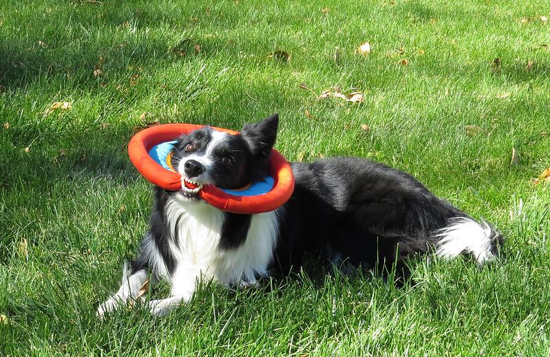 Enlarge SCOTTIE, a ADOPTABLE Border Collie in Nampa, ID image 5/5