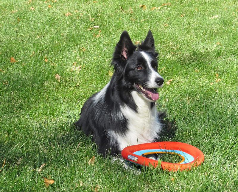 Enlarge SCOTTIE, a ADOPTABLE Border Collie in Nampa, ID image 4/5