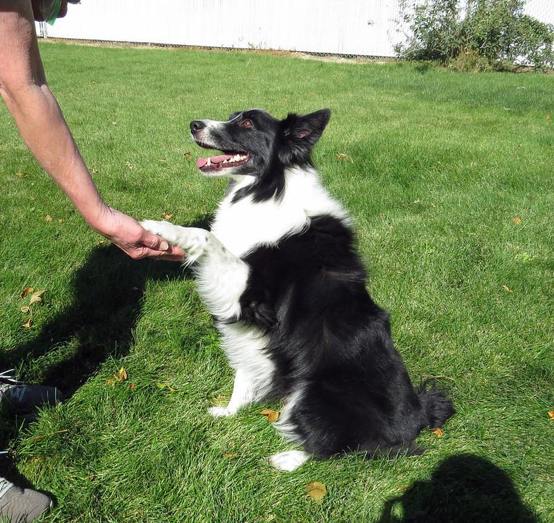 Enlarge SCOTTIE, a ADOPTABLE Border Collie in Nampa, ID image 3/5