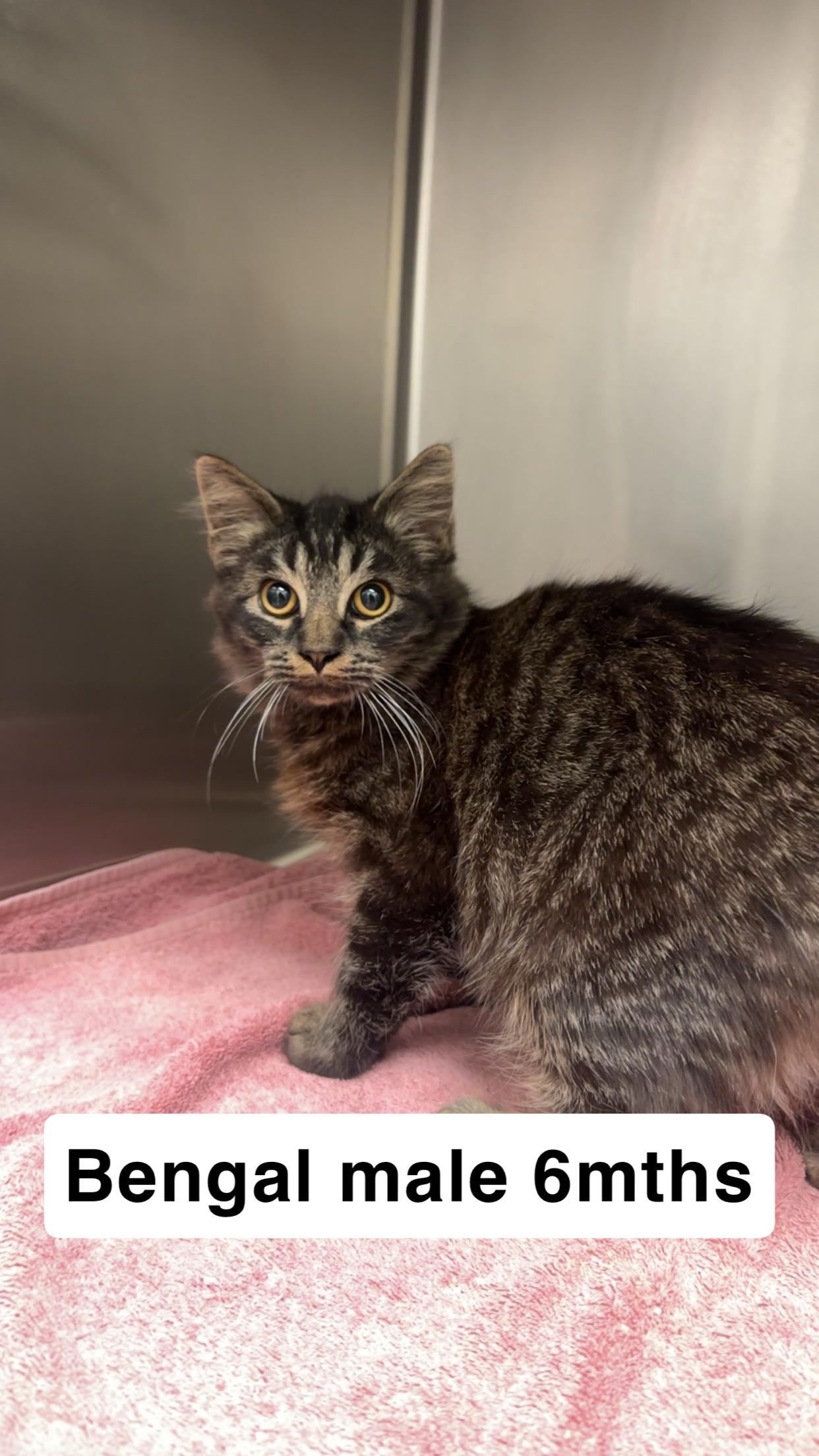 Enlarge Bengal, a Adoptable Domestic Long Hair in Amherst, VA image 1/1