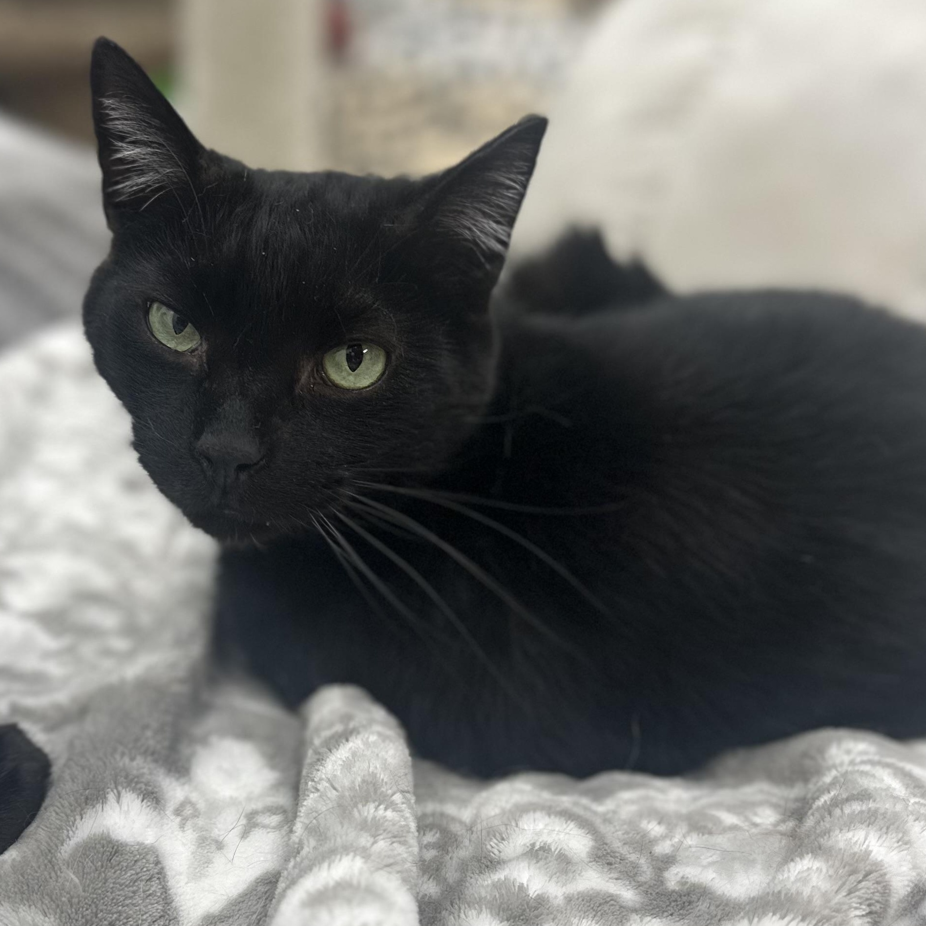 Enlarge Charlie, a Adoptable Domestic Short Hair in Youngstown, OH image 1/1