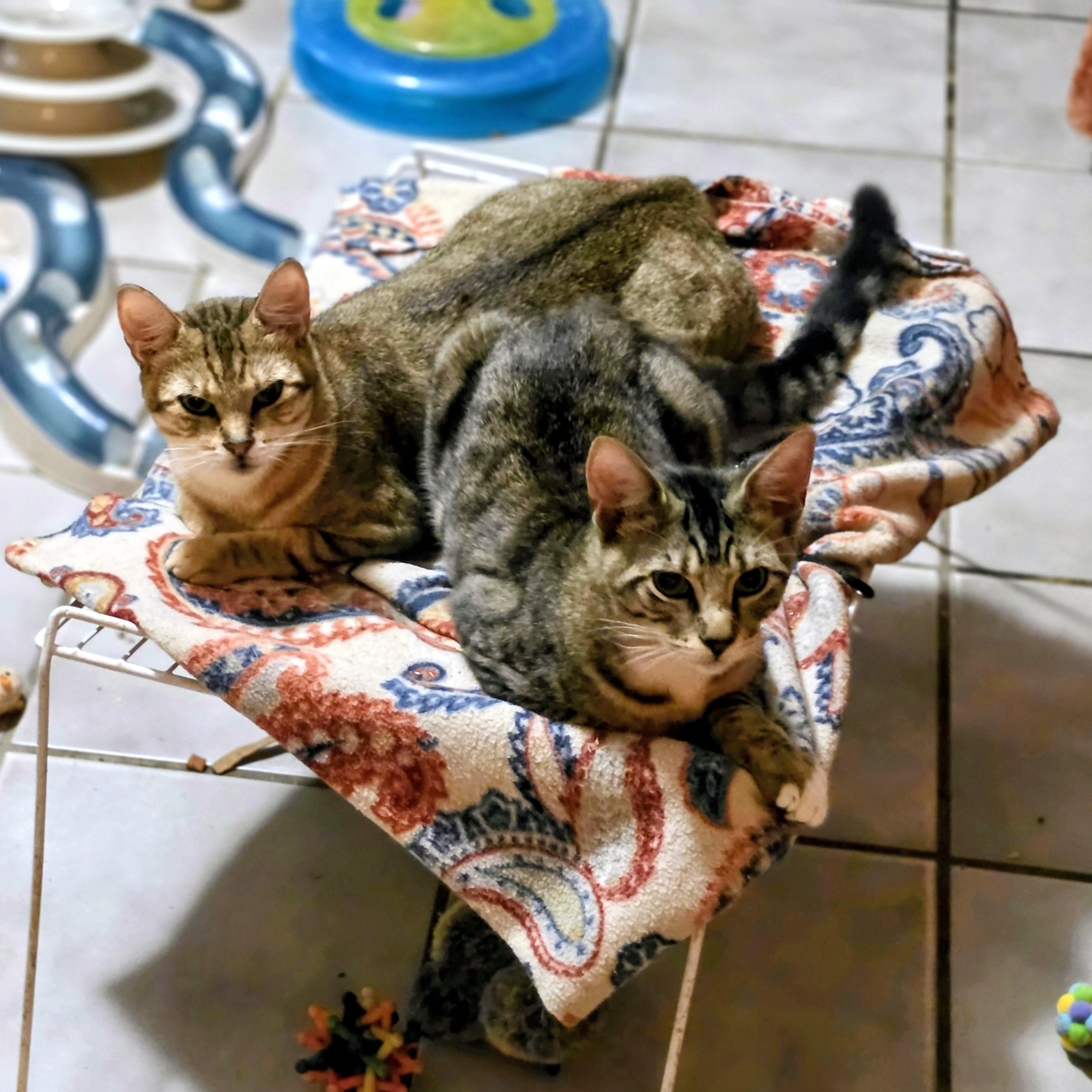 Enlarge Misty, a Adoptable mixed breed in New Port Richey, FL image 2/5