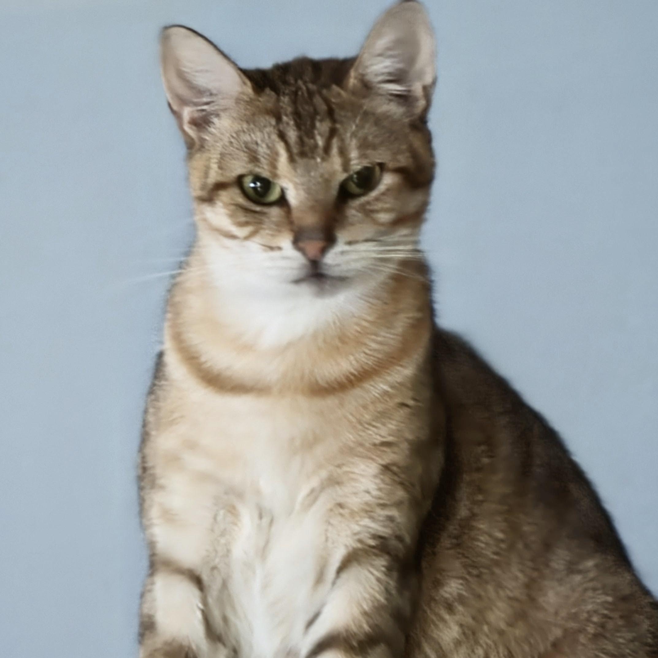 Enlarge Misty, a Adoptable mixed breed in New Port Richey, FL image 1/5