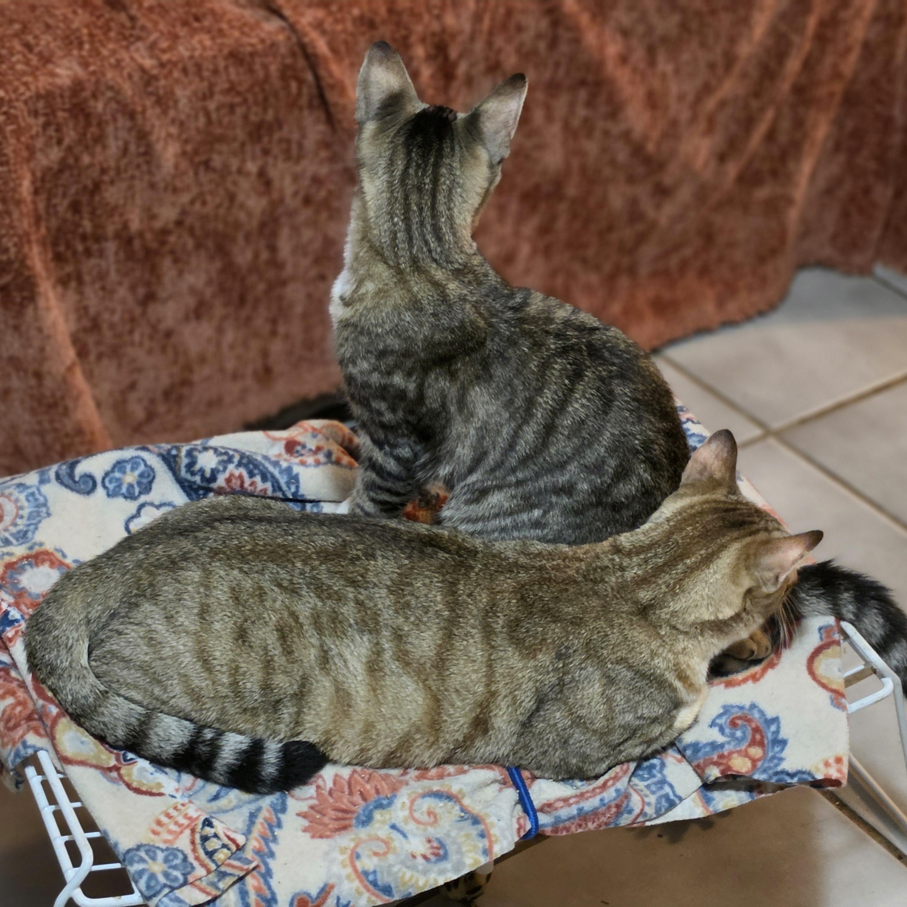 Enlarge Misty, a Adoptable mixed breed in New Port Richey, FL image 5/5