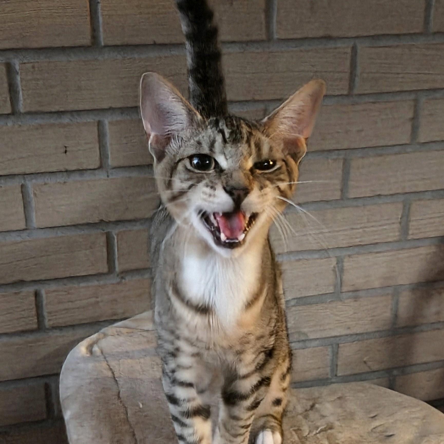 Enlarge Misty, a Adoptable mixed breed in New Port Richey, FL image 4/5