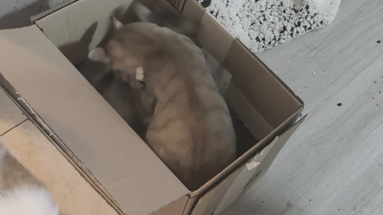 Enlarge Misty, a Adoptable mixed breed in New Port Richey, FL video 3/5