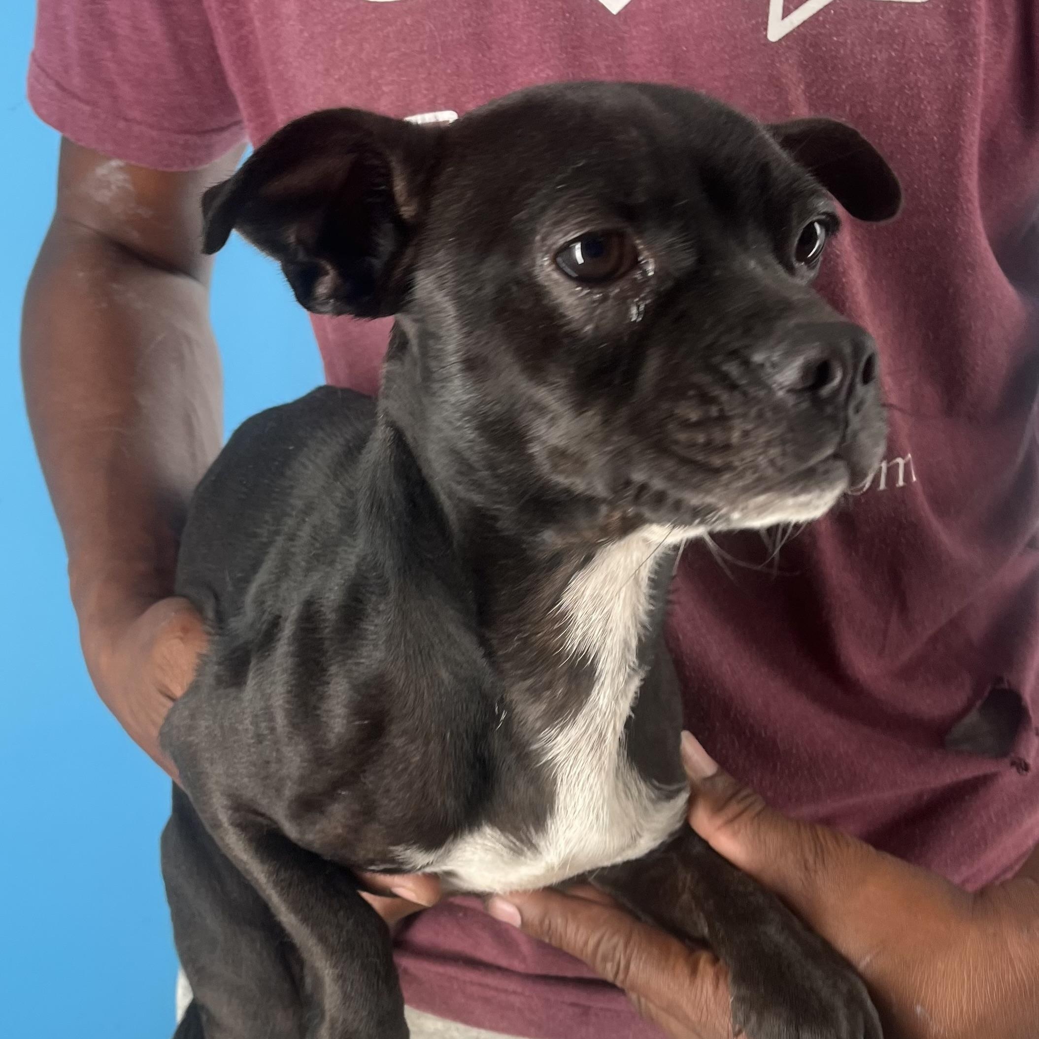 Franklin  Local Dec thumbnail 6