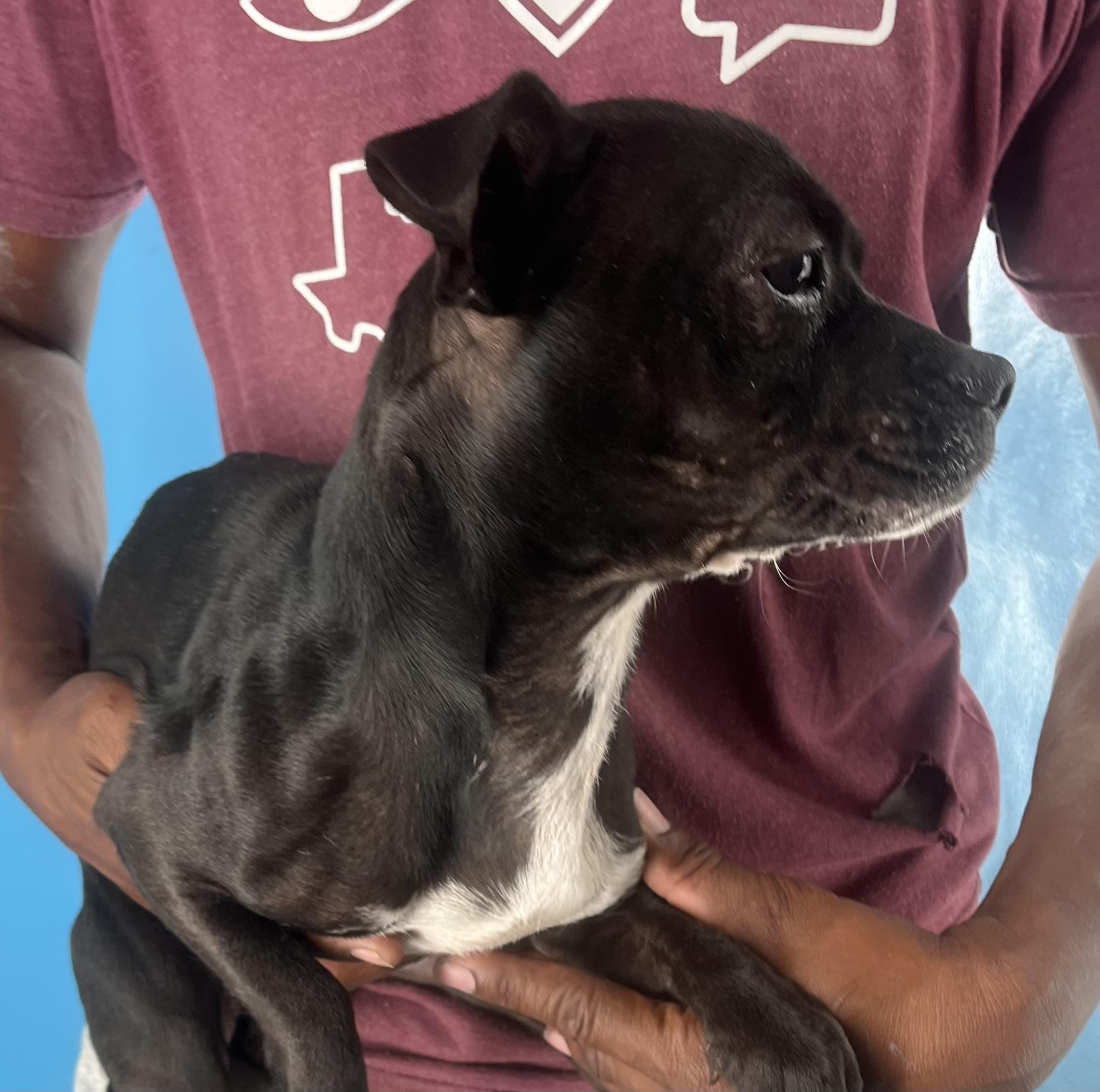 Franklin  Local Dec thumbnail 5