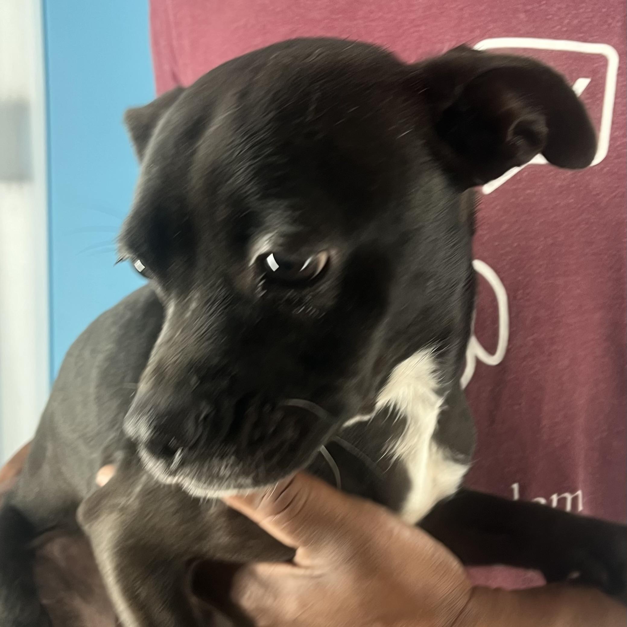 Franklin  Local Dec thumbnail 3