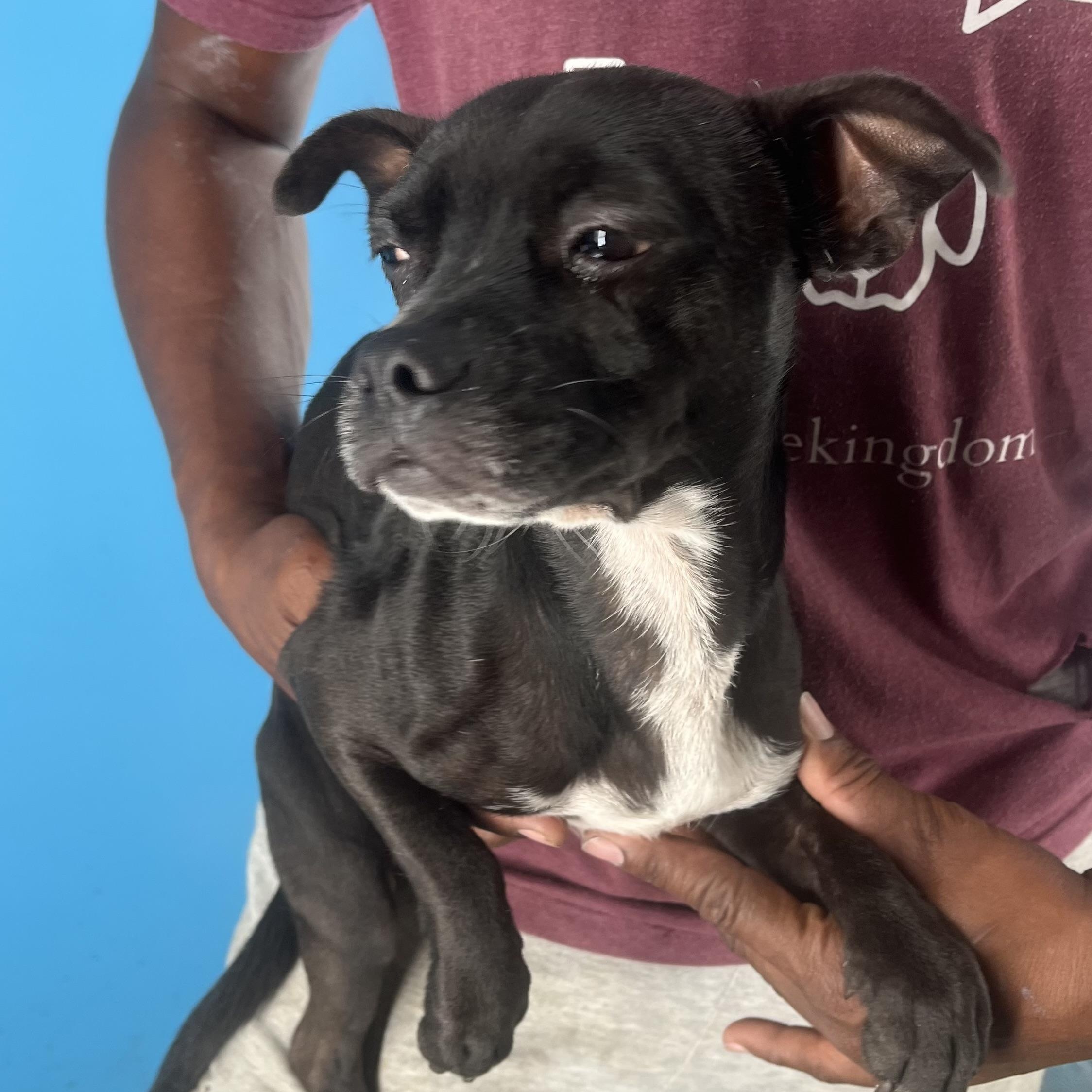 Franklin  Local Dec thumbnail 2