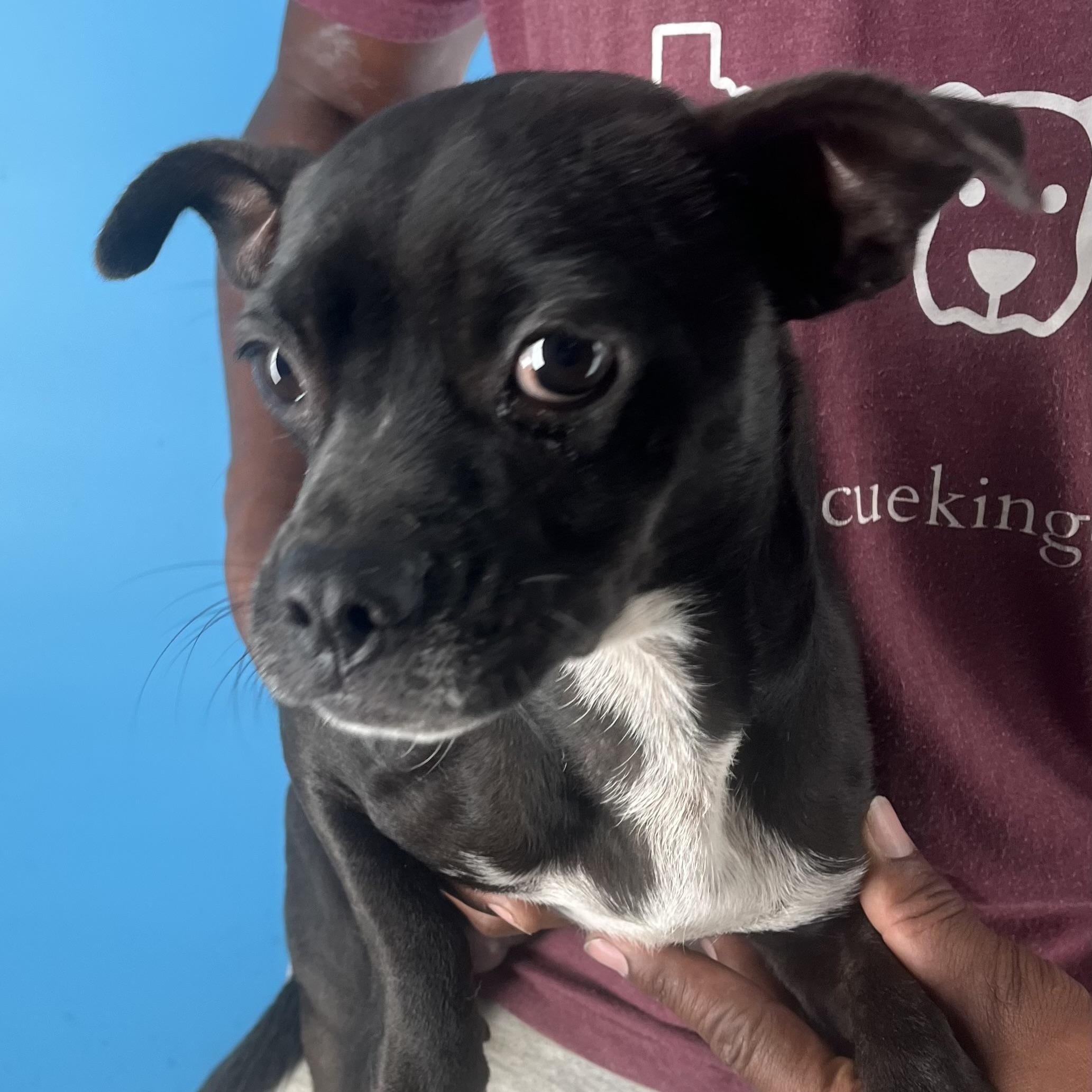 Franklin  Local Dec thumbnail 4