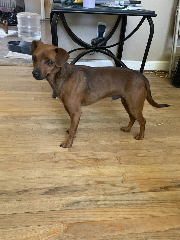 Enlarge Luis, a Adopted mixed breed in Roseville, CA image 1/6