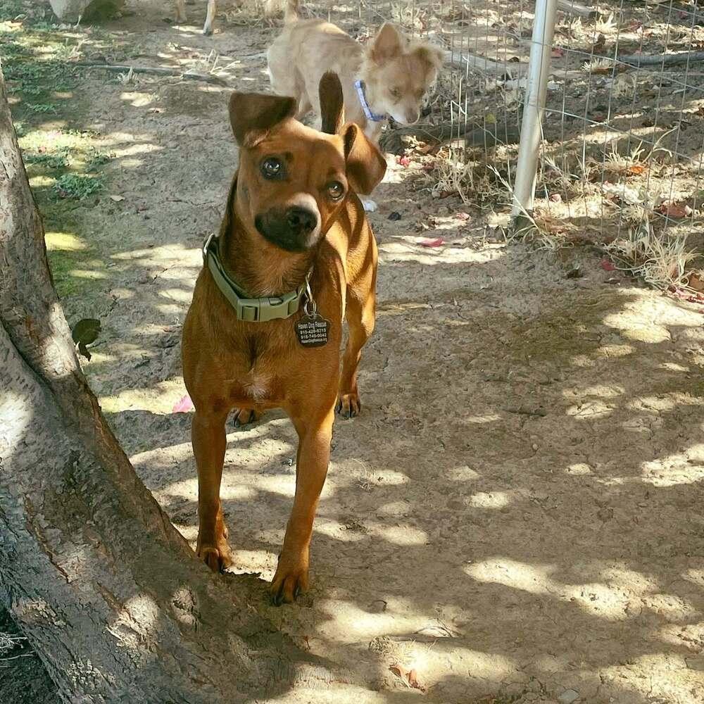Enlarge Luis, a Adopted mixed breed in Roseville, CA image 2/6