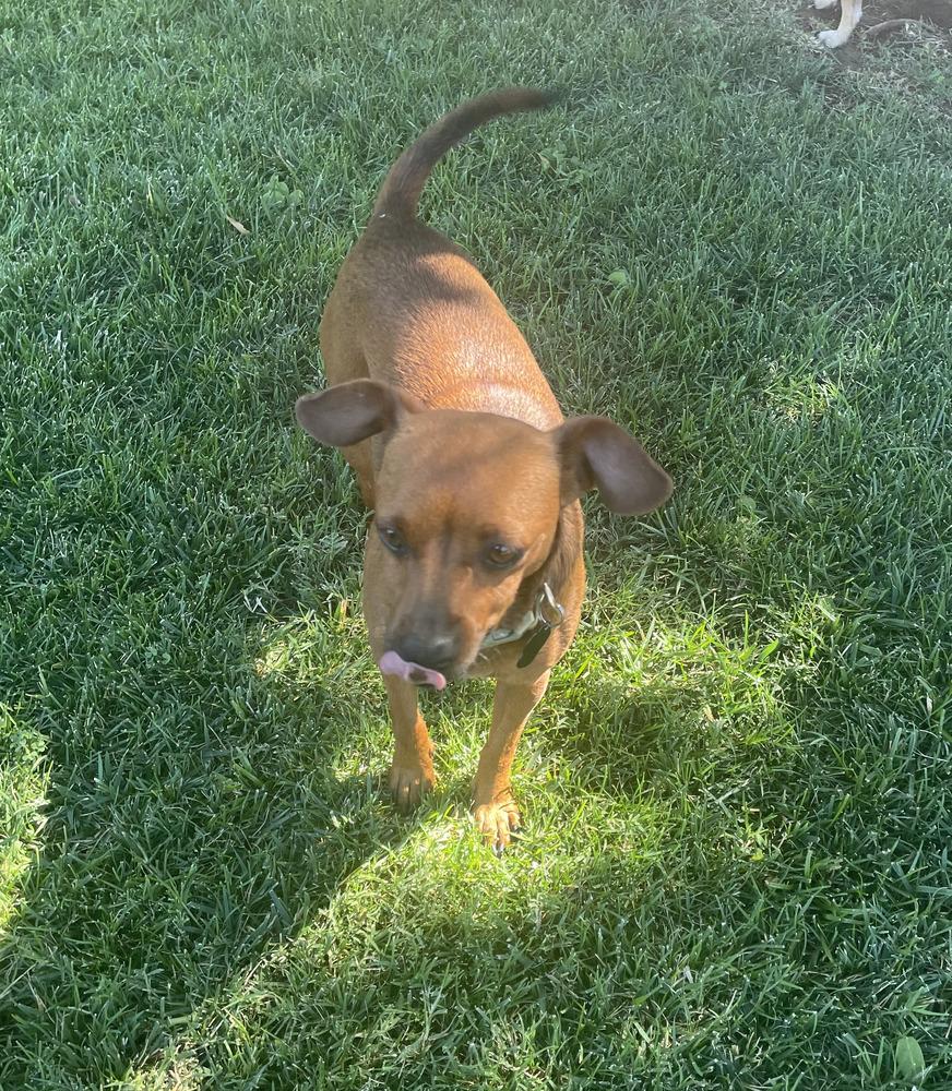Enlarge Luis, a Adopted mixed breed in Roseville, CA image 3/6