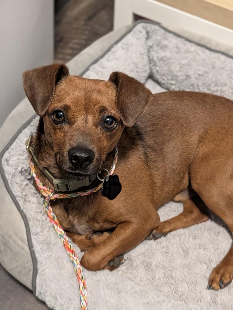 Enlarge Luis, a Adopted mixed breed in Roseville, CA image 4/6