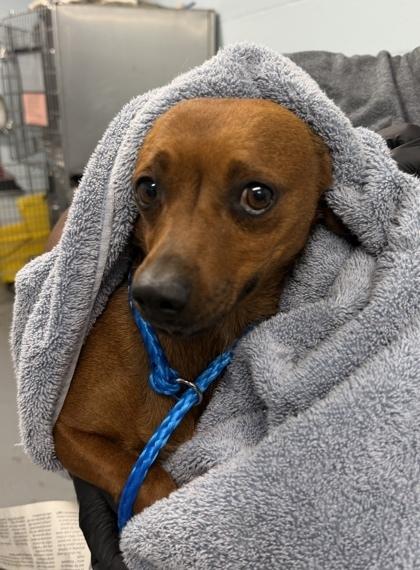Enlarge Luis, a Adopted mixed breed in Roseville, CA image 5/6
