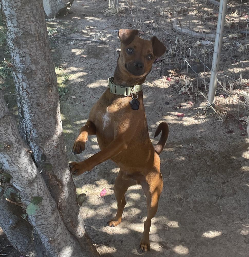 Enlarge Luis, a Adopted mixed breed in Roseville, CA image 6/6