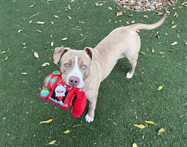 ISABELLA, Adoptable, Young Female Pit Bull Terrier.