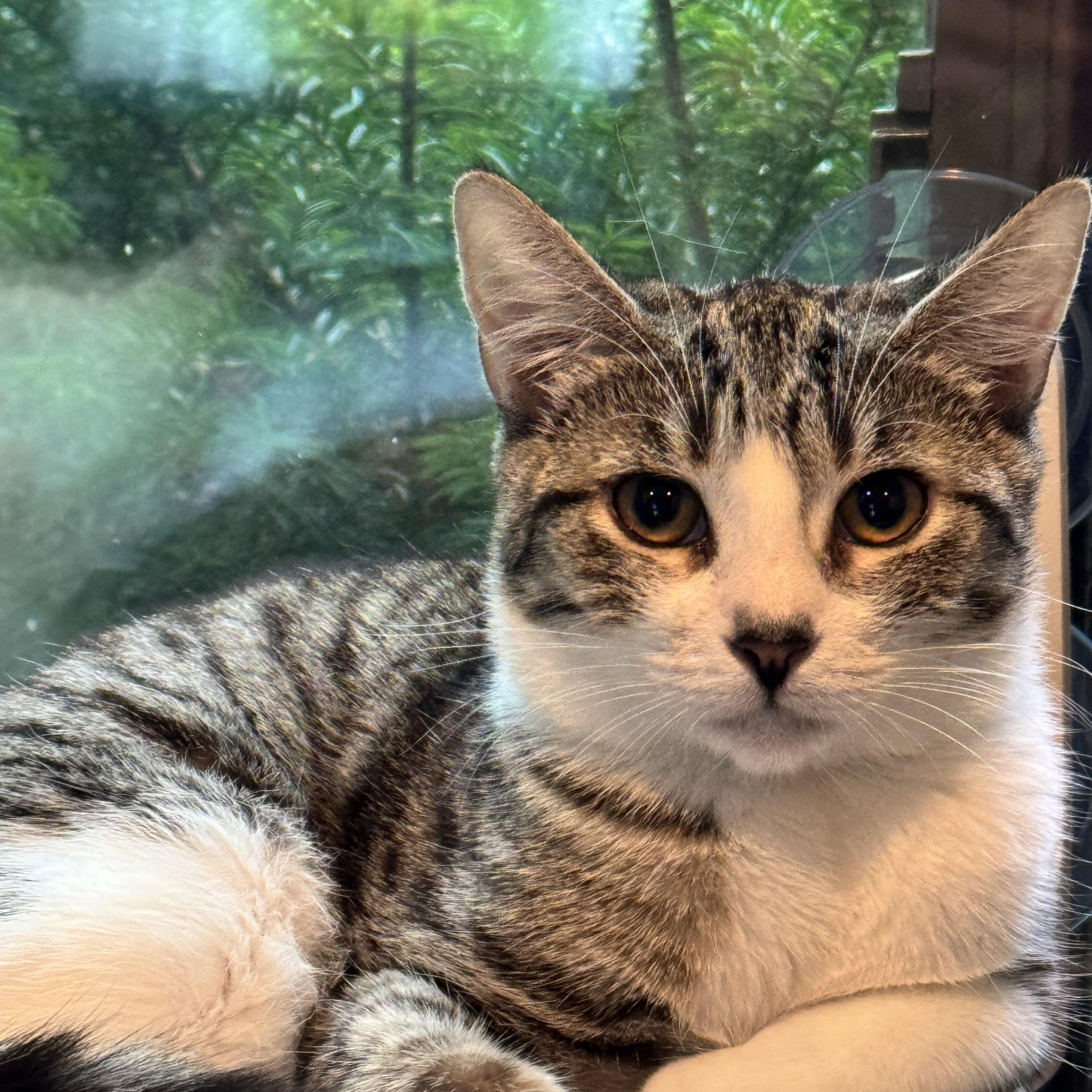 Enlarge Dan Campbell, a Adoptable mixed breed in Rochester Hills, MI image 2/2