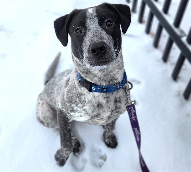 DARLA, Adoptable, Young Female Australian Cattle Dog / Blue Heeler & Mixed Breed.