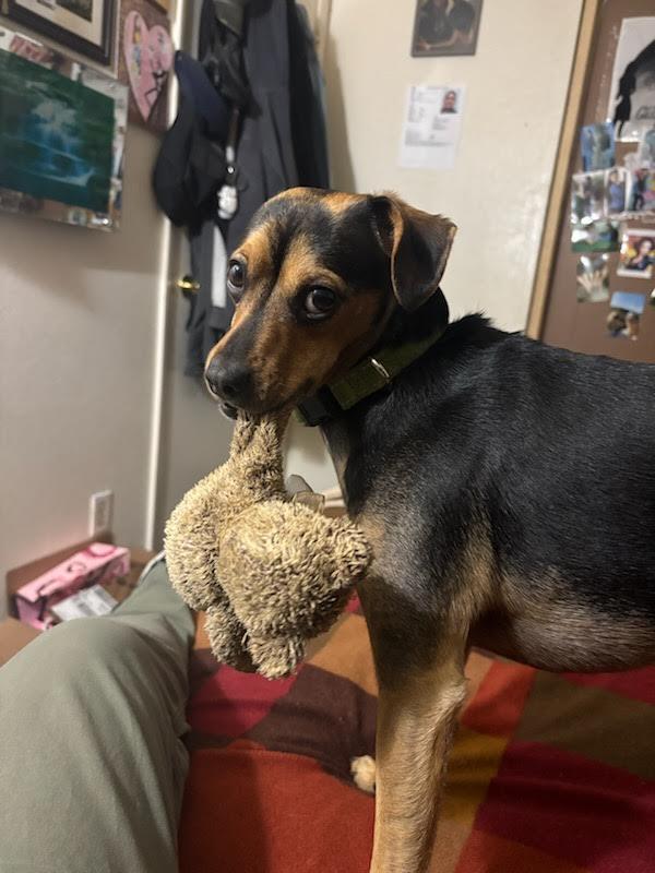 Bandito, Adoptable, Young Male Miniature Pinscher.