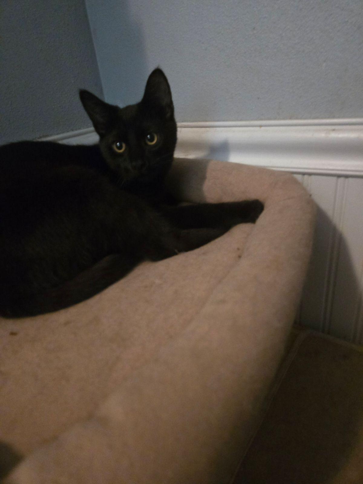 Enlarge Salem, a Adoptable Domestic Short Hair in Monrovia, CA image 2/3