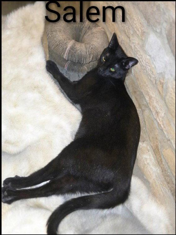 Salem, Adoptable, Adult Male Domestic Short Hair.