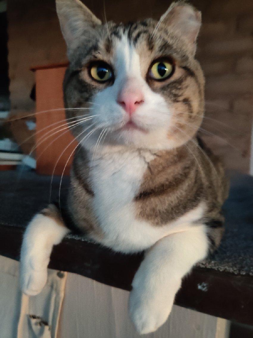 Enlarge Barney, a ADOPTABLE mixed breed in Sierra Vista, AZ image 2/3