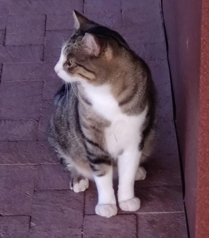 Enlarge Barney, a ADOPTABLE mixed breed in Sierra Vista, AZ image 3/3