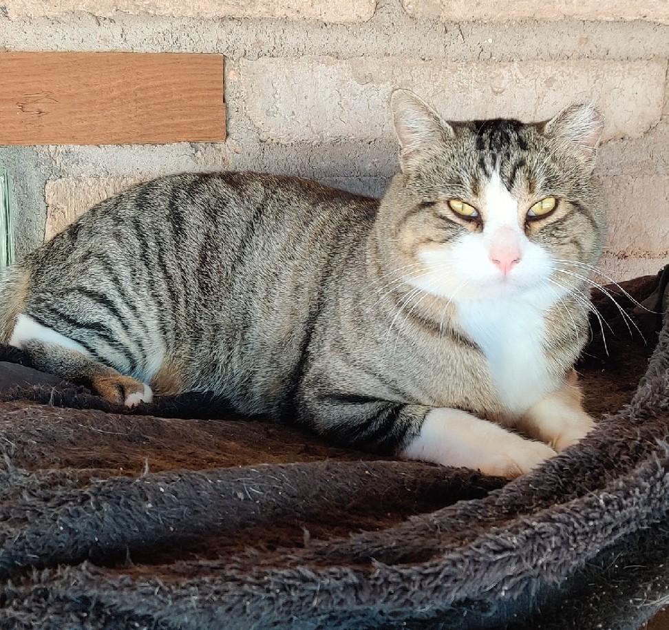 Barney, ADOPTABLE, Adult Male Tabby.