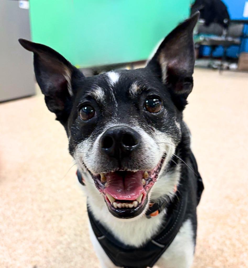 Scrappy, Adoptable, Senior Male Rat Terrier & Mixed Breed.