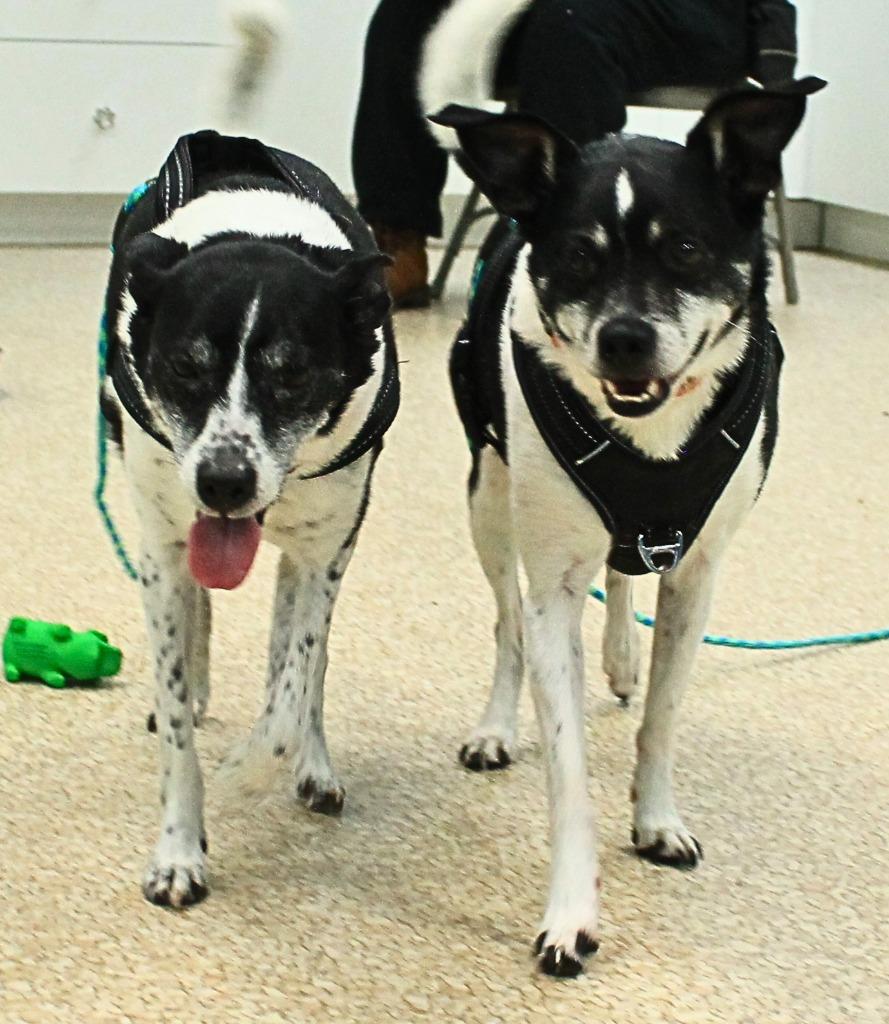 Enlarge Scrappy, a Adoptable mixed breed in Utica, MI image 2/6