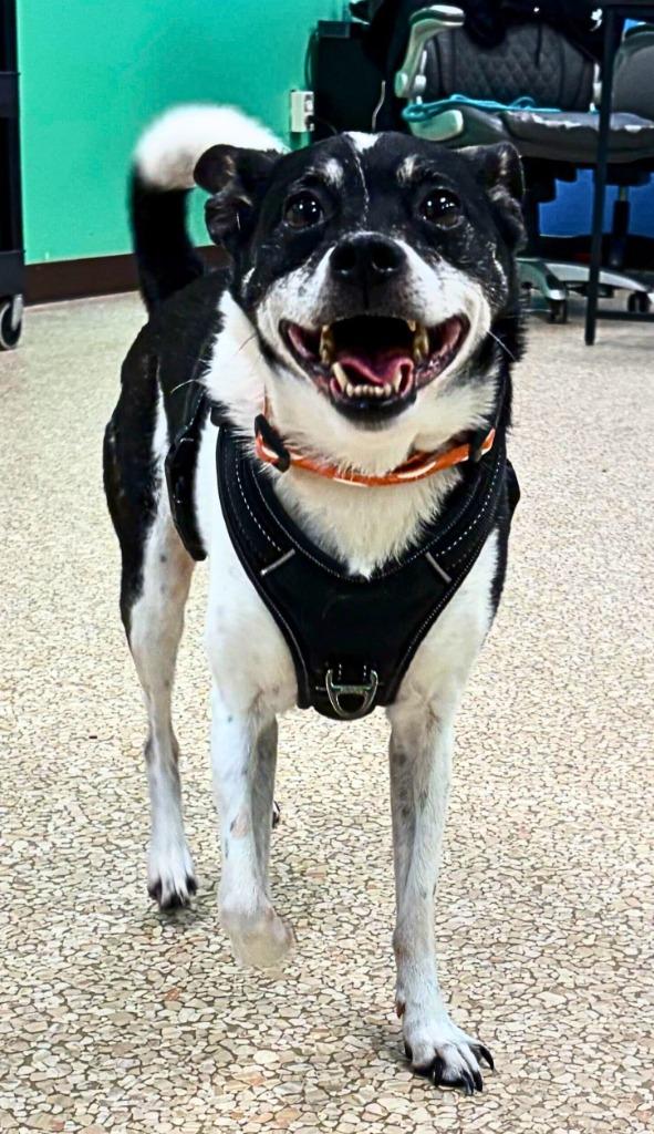 Enlarge Scrappy, a Adoptable mixed breed in Utica, MI image 3/6