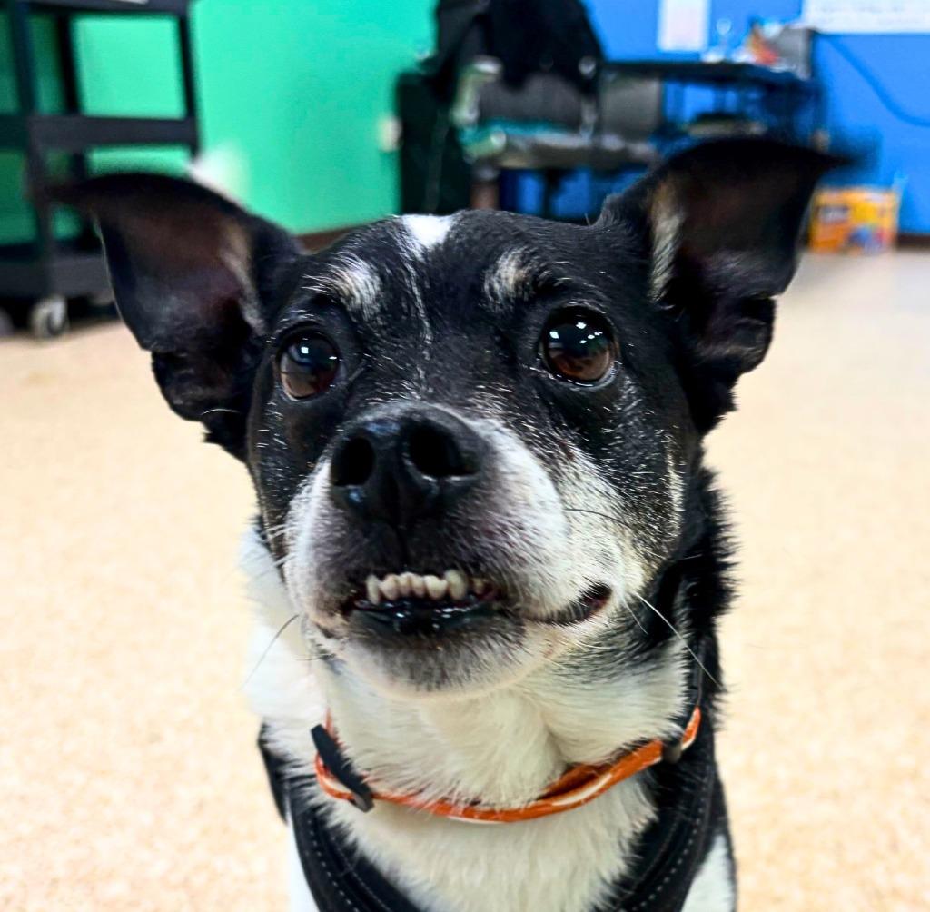 Enlarge Scrappy, a Adoptable mixed breed in Utica, MI image 4/6