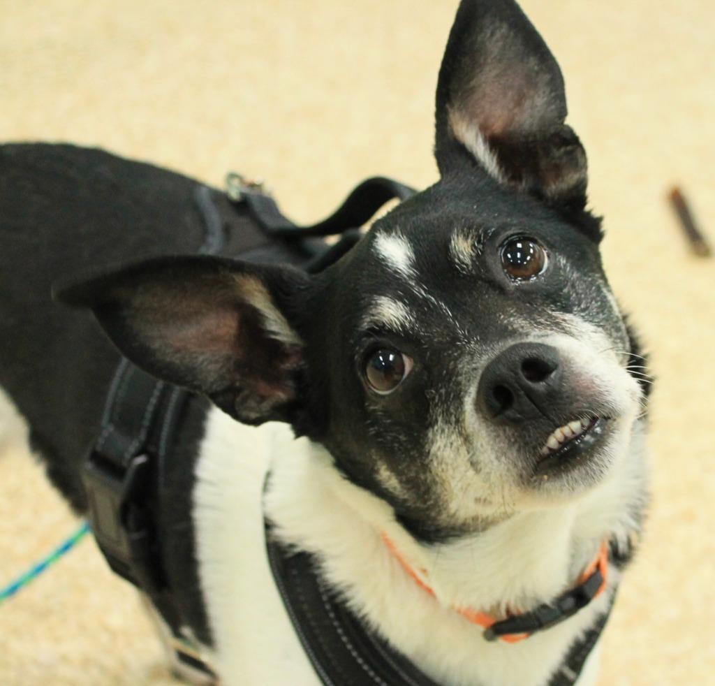 Enlarge Scrappy, a Adoptable mixed breed in Utica, MI image 5/6