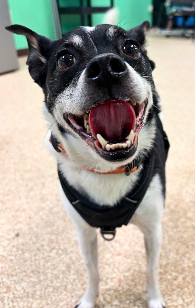 Enlarge Scrappy, a Adoptable mixed breed in Utica, MI image 6/6