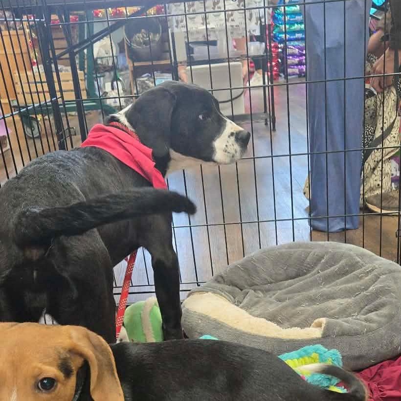 Kay, a ADOPTABLE mixed breed in Newfoundland, NJ image 2/3