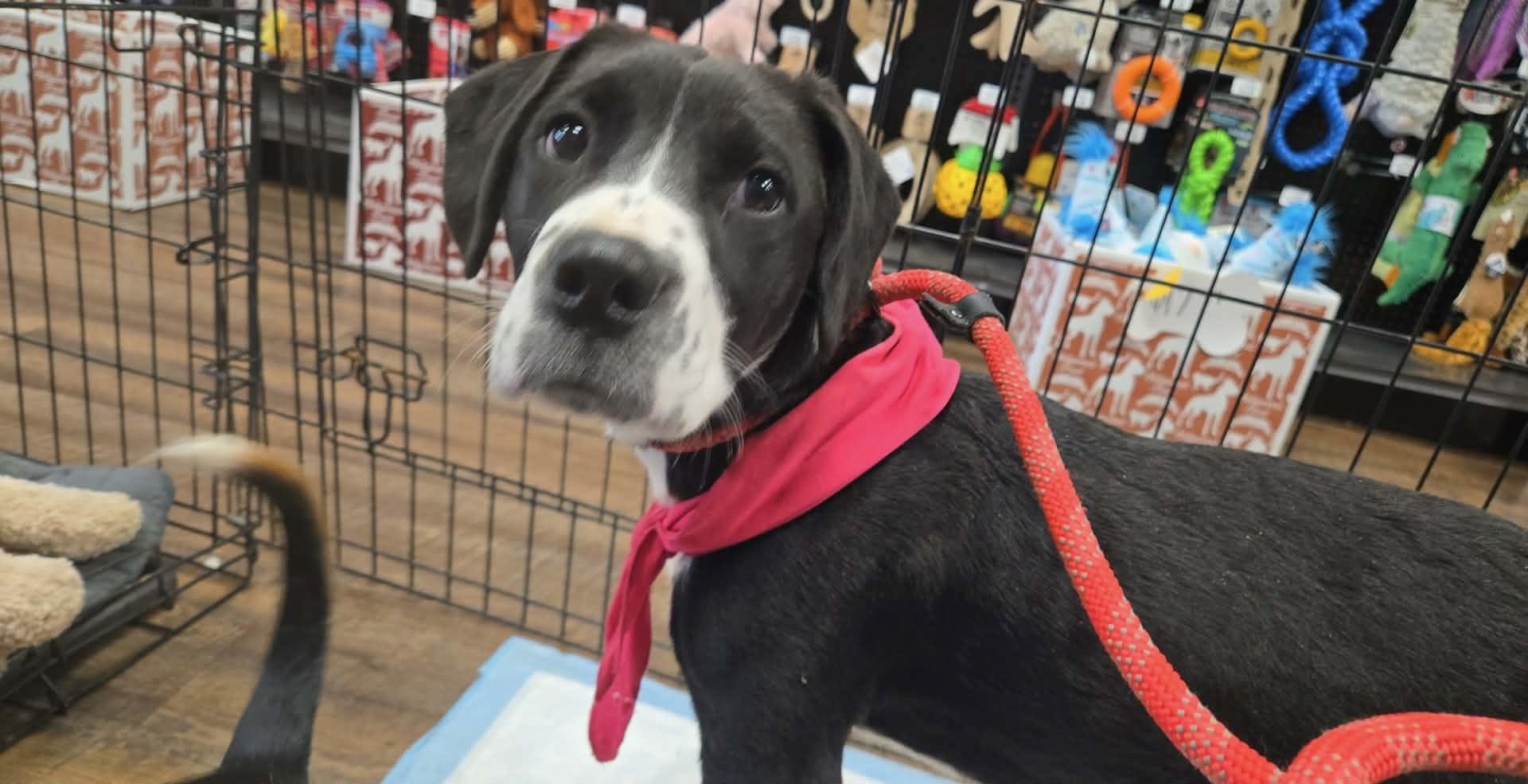 Kay, ADOPTABLE, Puppy Female Labrador Retriever & Pit Bull Terrier.