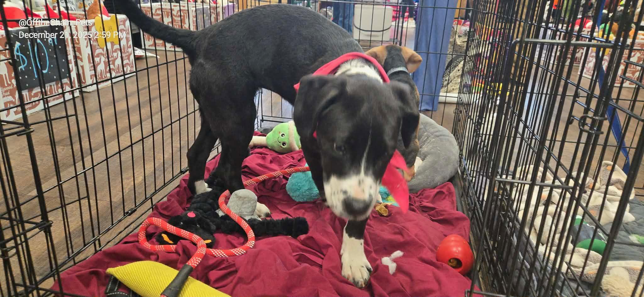 Kay, a ADOPTABLE mixed breed in Newfoundland, NJ image 3/3