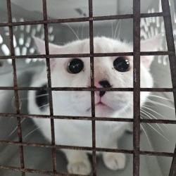 Dobby — thumbnail 2