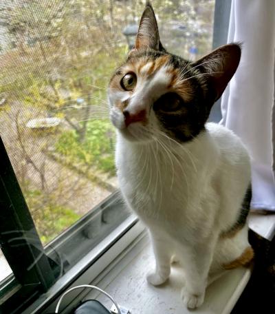 Meg, a ADOPTABLE Domestic Short Hair in Mississauga, ON image 4/6
