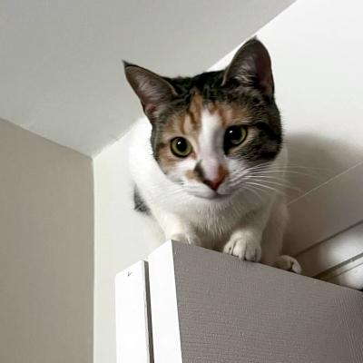 Meg, a ADOPTABLE Domestic Short Hair in Mississauga, ON image 6/6