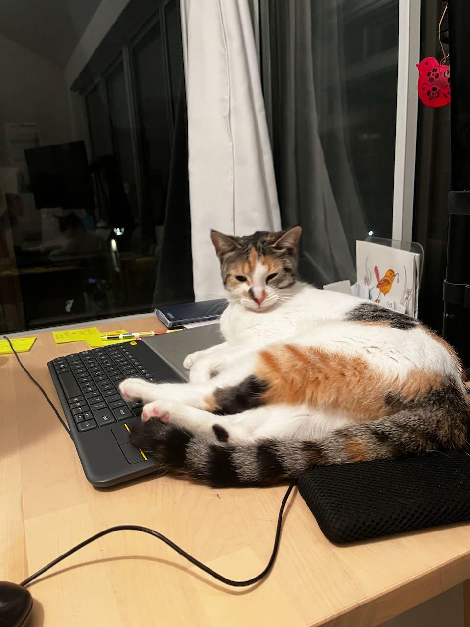 Enlarge Meg, a ADOPTABLE Domestic Short Hair in Mississauga, ON image 1/4