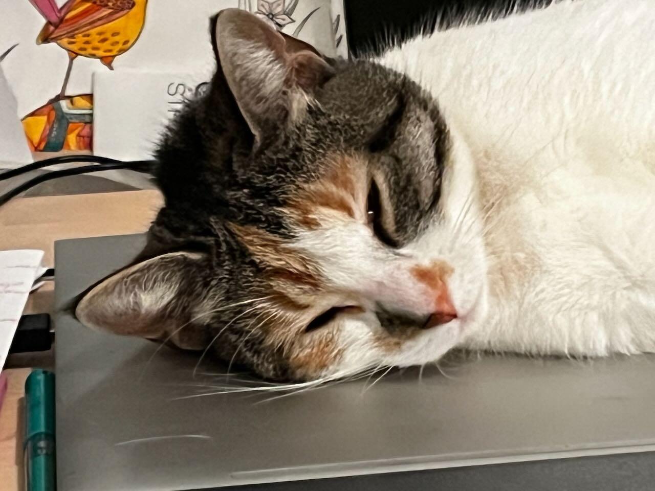 Enlarge Meg, a ADOPTABLE Domestic Short Hair in Mississauga, ON image 2/4