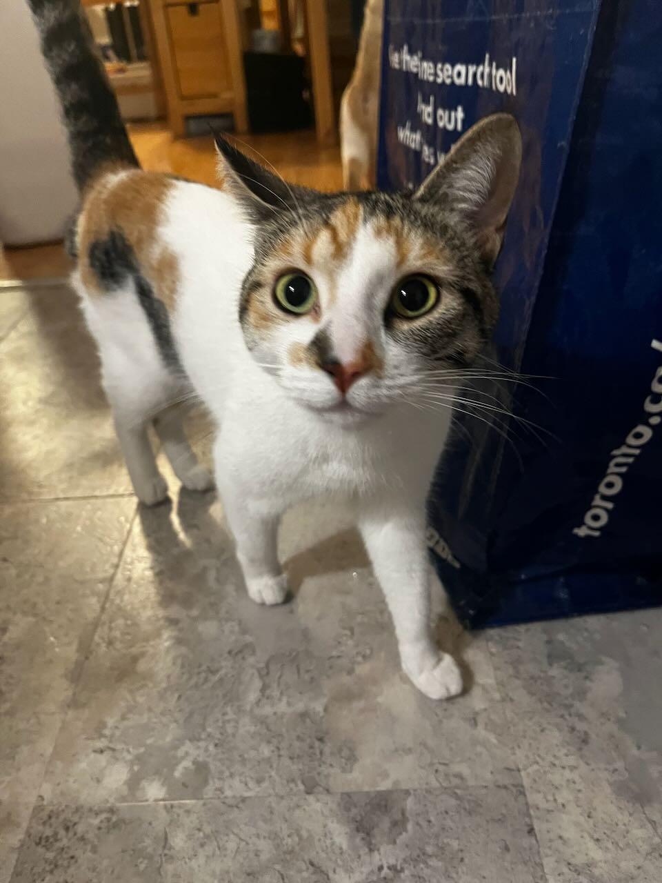 Enlarge Meg, a ADOPTABLE Domestic Short Hair in Mississauga, ON image 4/4