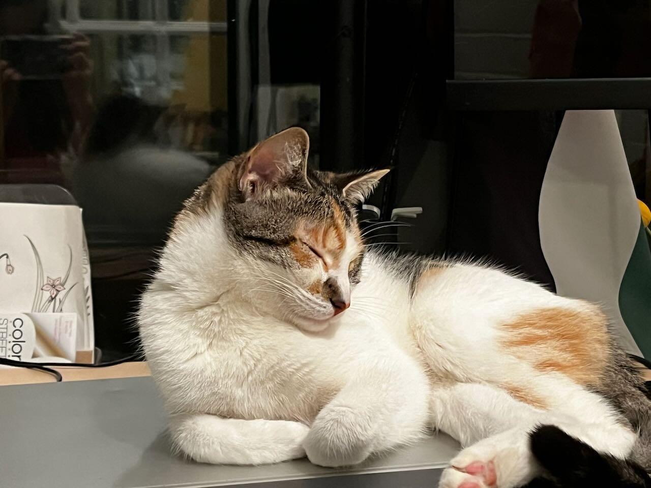 Enlarge Meg, a ADOPTABLE Domestic Short Hair in Mississauga, ON image 3/4