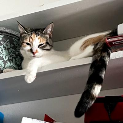 Meg, a ADOPTABLE Domestic Short Hair in Mississauga, ON image 5/6