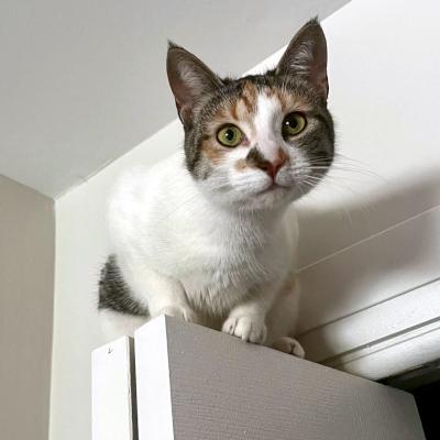 Meg, a ADOPTABLE Domestic Short Hair in Mississauga, ON image 3/6